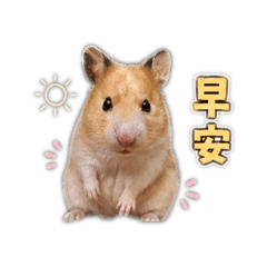 白糖的日常對話