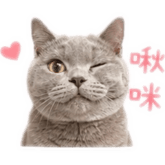 我是一隻跩屎貓