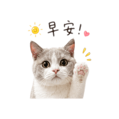糰子回覆中…