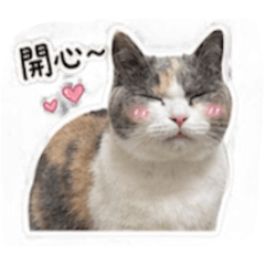 三花桂桂貓