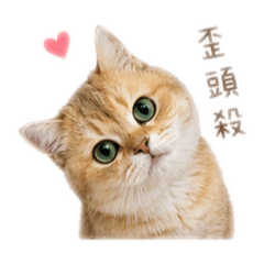 是大寶