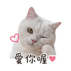 我是胖胖貓