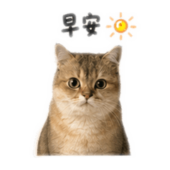 胖吉是一隻貓