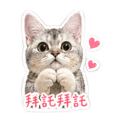 曼次肯短腿小可愛-妞妞