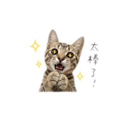 憨憨貓貓2