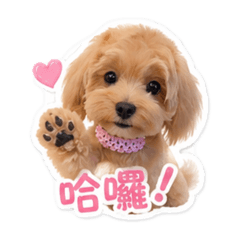 哈小娜