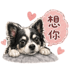 Q仔仔日常