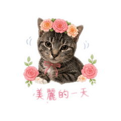 小寶寶貝天使