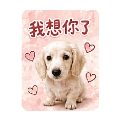 奶油長毛臘腸-球球-小時候