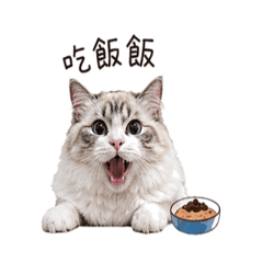 電電是隻貓