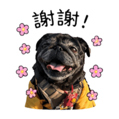 Pug 巴哥◝☆ 卯咪