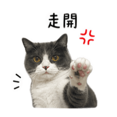 搗灰貓（2）