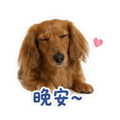 臘腸腸不腸