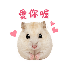 倉鼠 恰bao