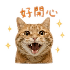 肉丸貓