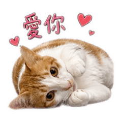小柑柑柑柑柑柑