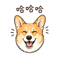 柯基Morning來襲
