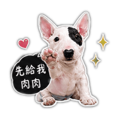 朵拉豬日常模式