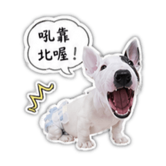 狠人朵拉豬