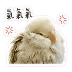 阿肥&茉莉日常