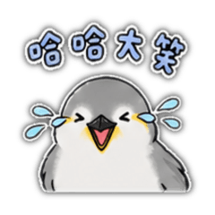 胖小啾｜日常吱啾Chubby Chu’s Chit-Chat