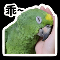 抖宅的可愛日常