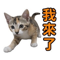 CatP1