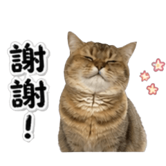 栗子貓的可愛日常