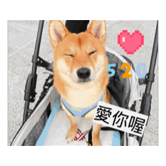 柴柴最愛你