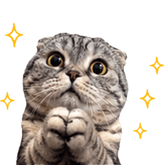 Scottish Fold Cherie 01
