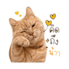 Congcong1