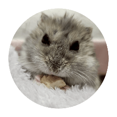 my lover hamsters