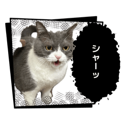 Suzu_20260430222910