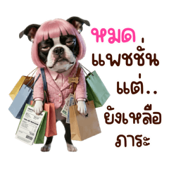 เดซี่ บอสตันเทอร์เรีย : ผมบ๊อบชมพู