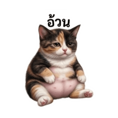 Babyforborfatcat
