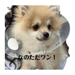 nanoeiter_20260430224711