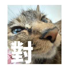 彳亍。