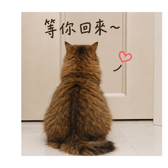 catdayday