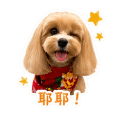 Coco是一隻瑪爾泰迪小美女