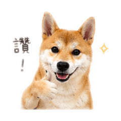 憨吉的日常♪(´ε｀ )