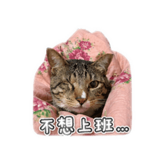 不想上班的老大