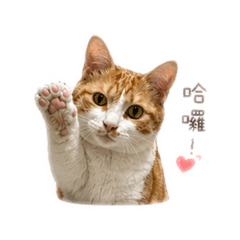 糰小貓日常