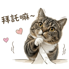 小短腿日常｜可樂貓