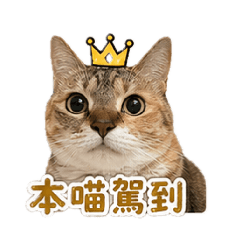 Rrrrrrr CAT