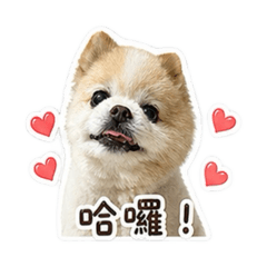 胖吉自己賺狗糧