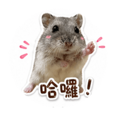 灰太狼的貼圖