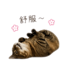 tynnu_布布
