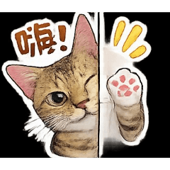 喵皇想你