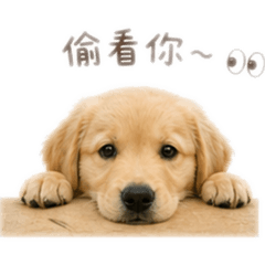 肉圓系列