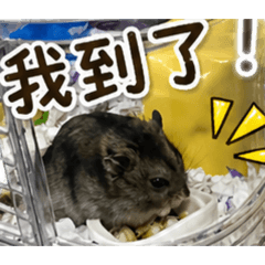 可愛黑炭